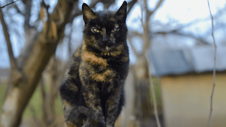 日本猫サビ猫