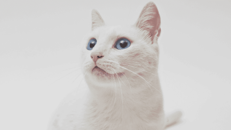 日本猫白猫