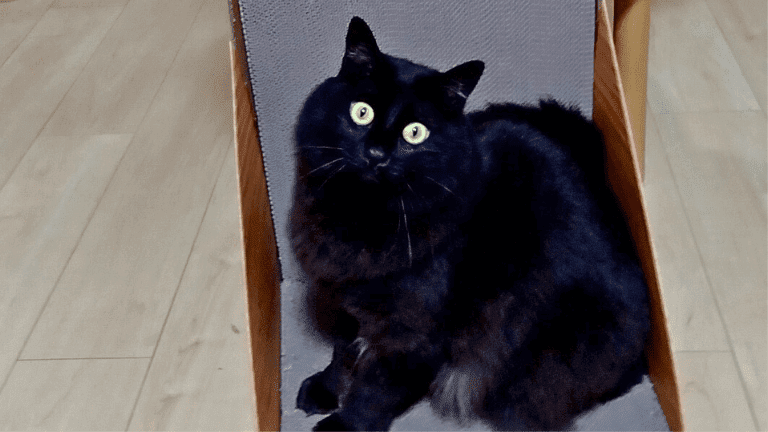 日本猫黒猫