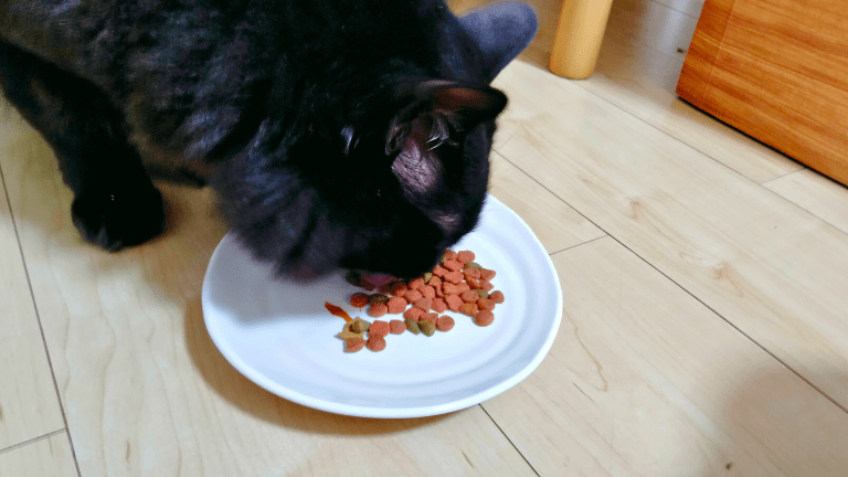 コンボ猫餌