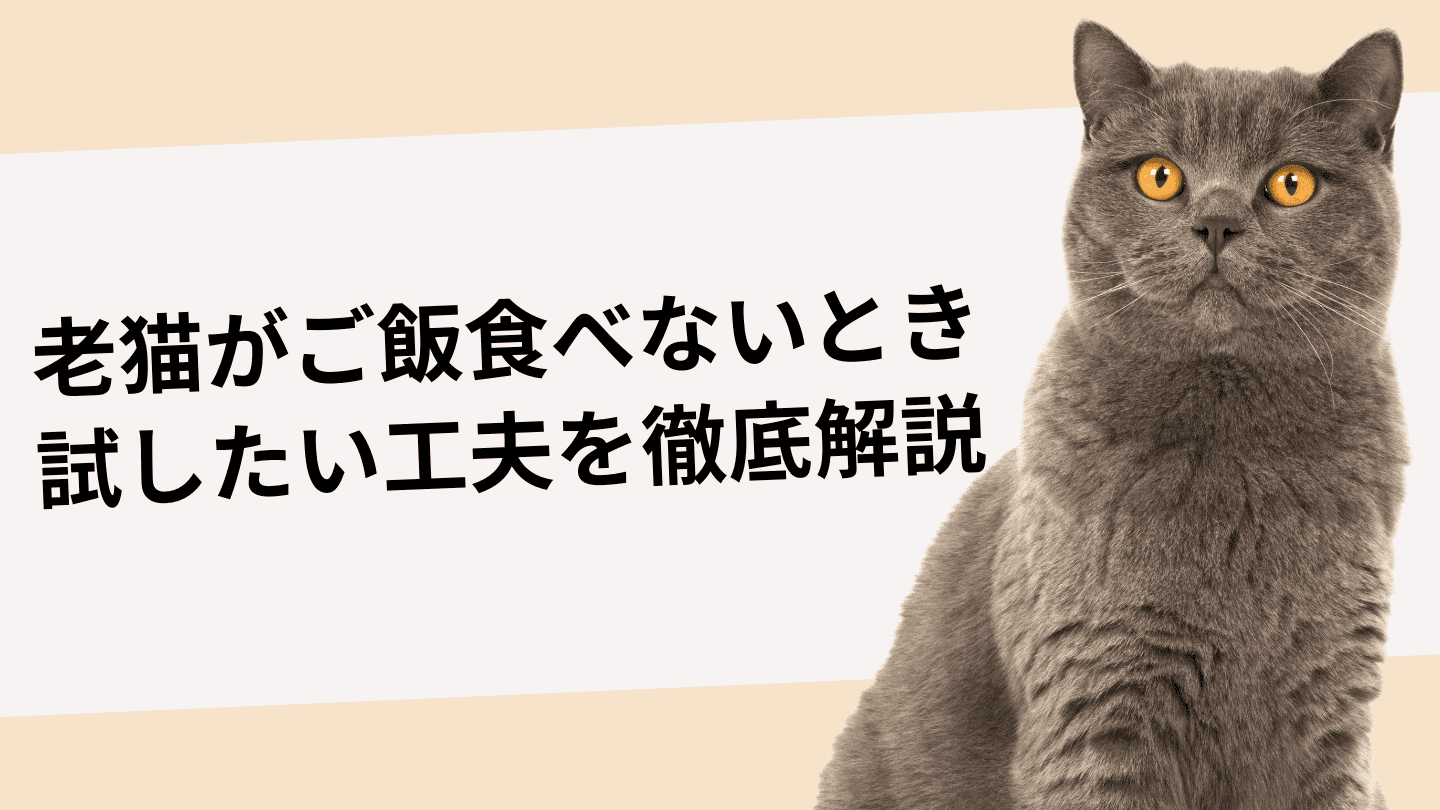 老猫がご飯食べないとき試したい工夫