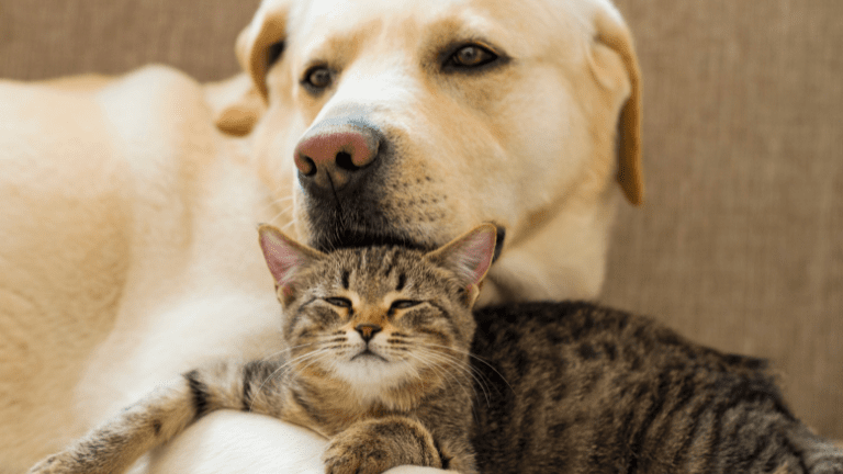 犬と猫どっちが飼いやすい