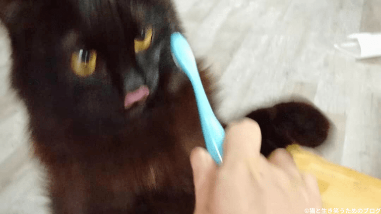 猫歯磨き