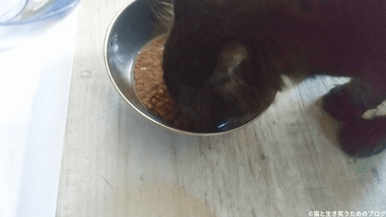 猫用食器ステンレス