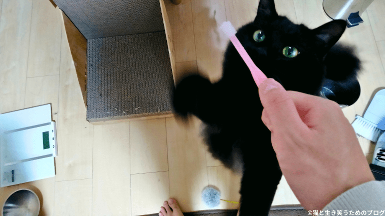 猫歯磨き