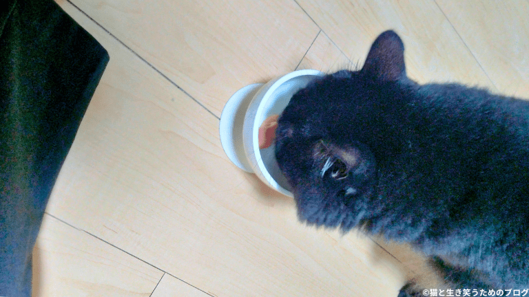 猫用食器