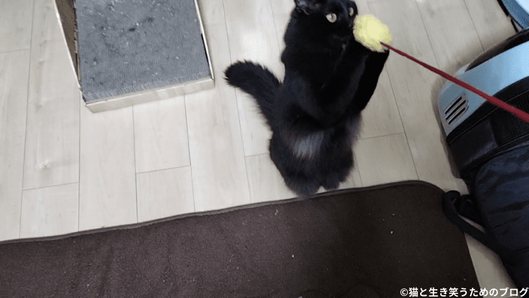 遊ぶ黒猫