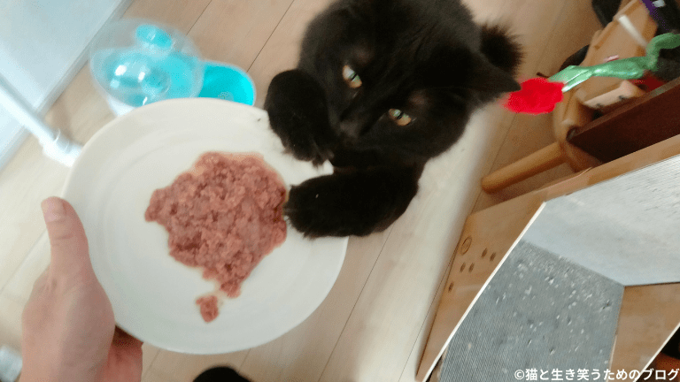 ご飯を食べる黒猫