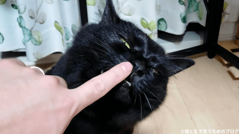 顔を触られる黒猫