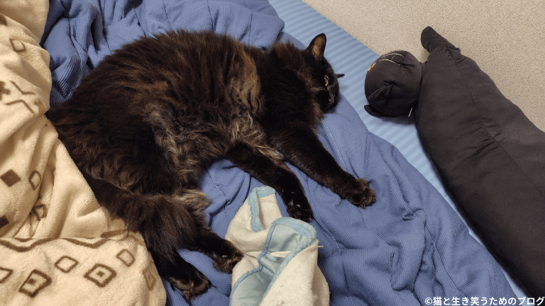 ベッドで眠る猫