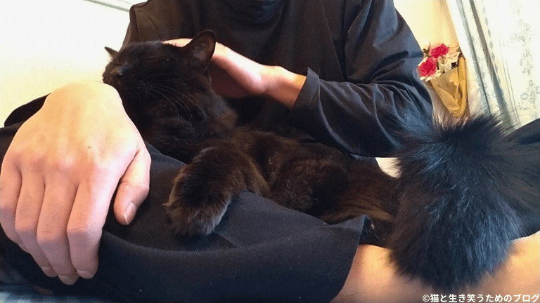ひざ上で撫でられている黒猫