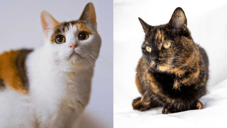 サビ猫はかわいいぞ！オスは珍しい！知られざる7つの錆猫知識を解説 | 猫と生き笑うためのブログ
