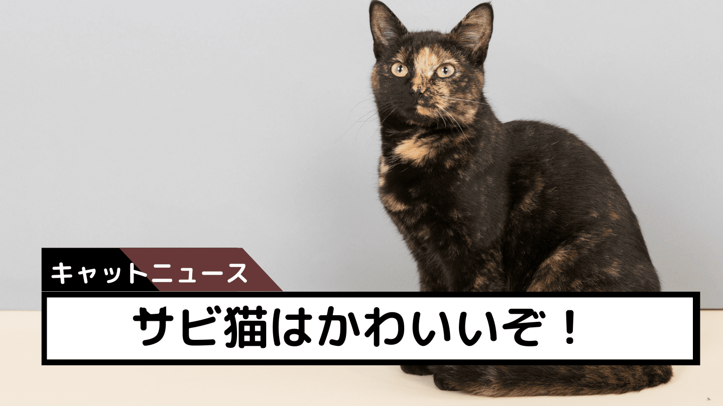 サビ猫はかわいいぞ！オスは珍しい！知られざる7つの錆猫知識を解説 | 猫と生き笑うためのブログ