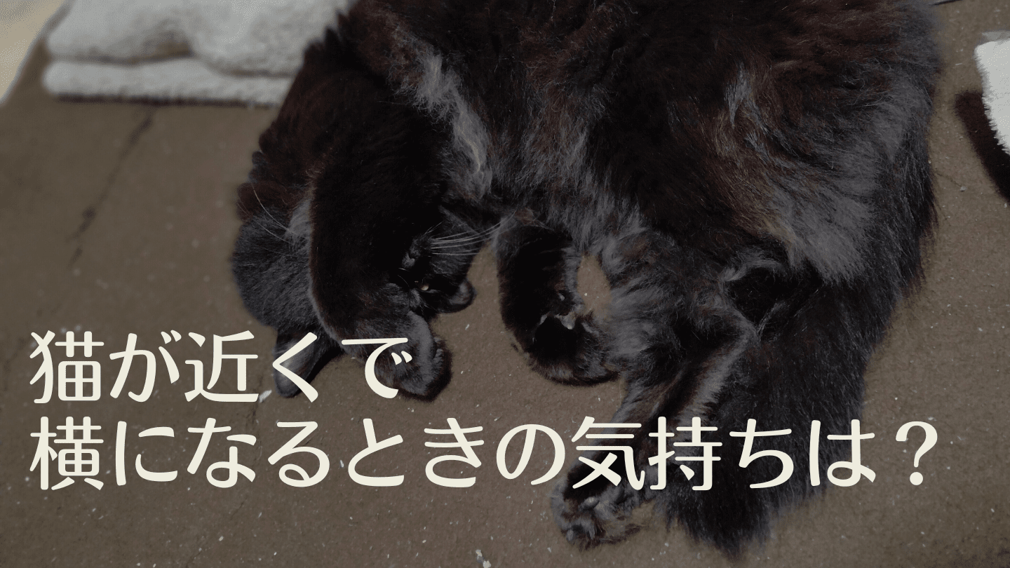 猫が近くで横になるときの気持ちは?一緒に寝てくれるときの心理含め飼い主が解説 | 猫と生き笑うためのブログ