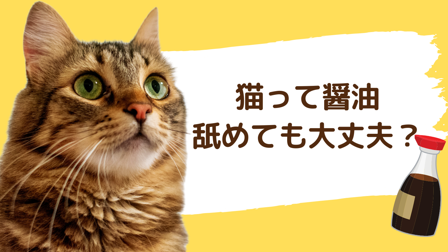 猫 醤油