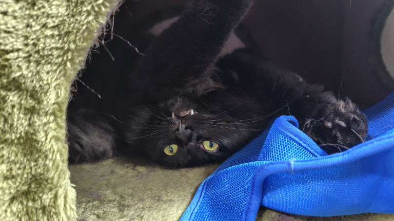 黒猫