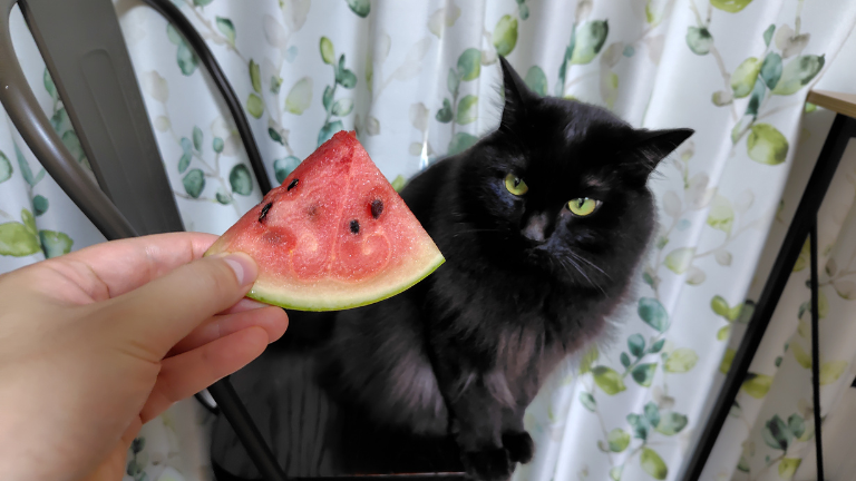 猫 スイカ