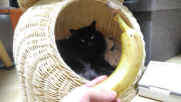 猫 バナナ