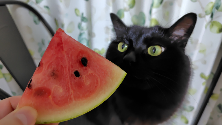猫 スイカ