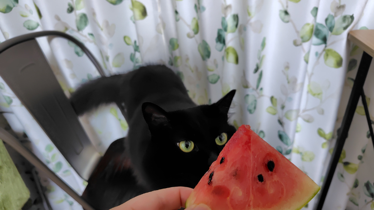 猫 スイカ