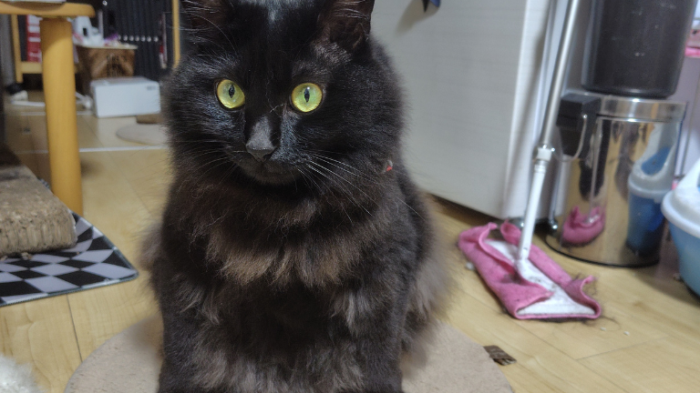 黒猫