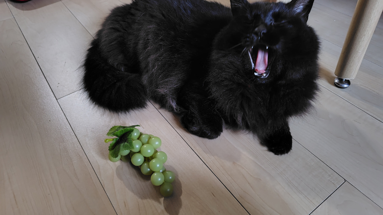 猫 シャインマスカット
