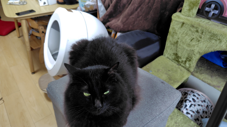 猫自動トイレ