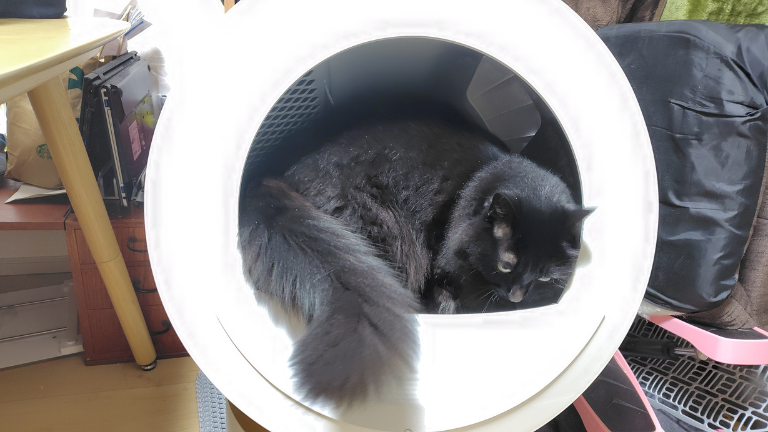 猫自動トイレ