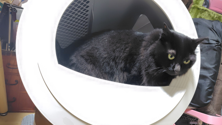 猫自動トイレ