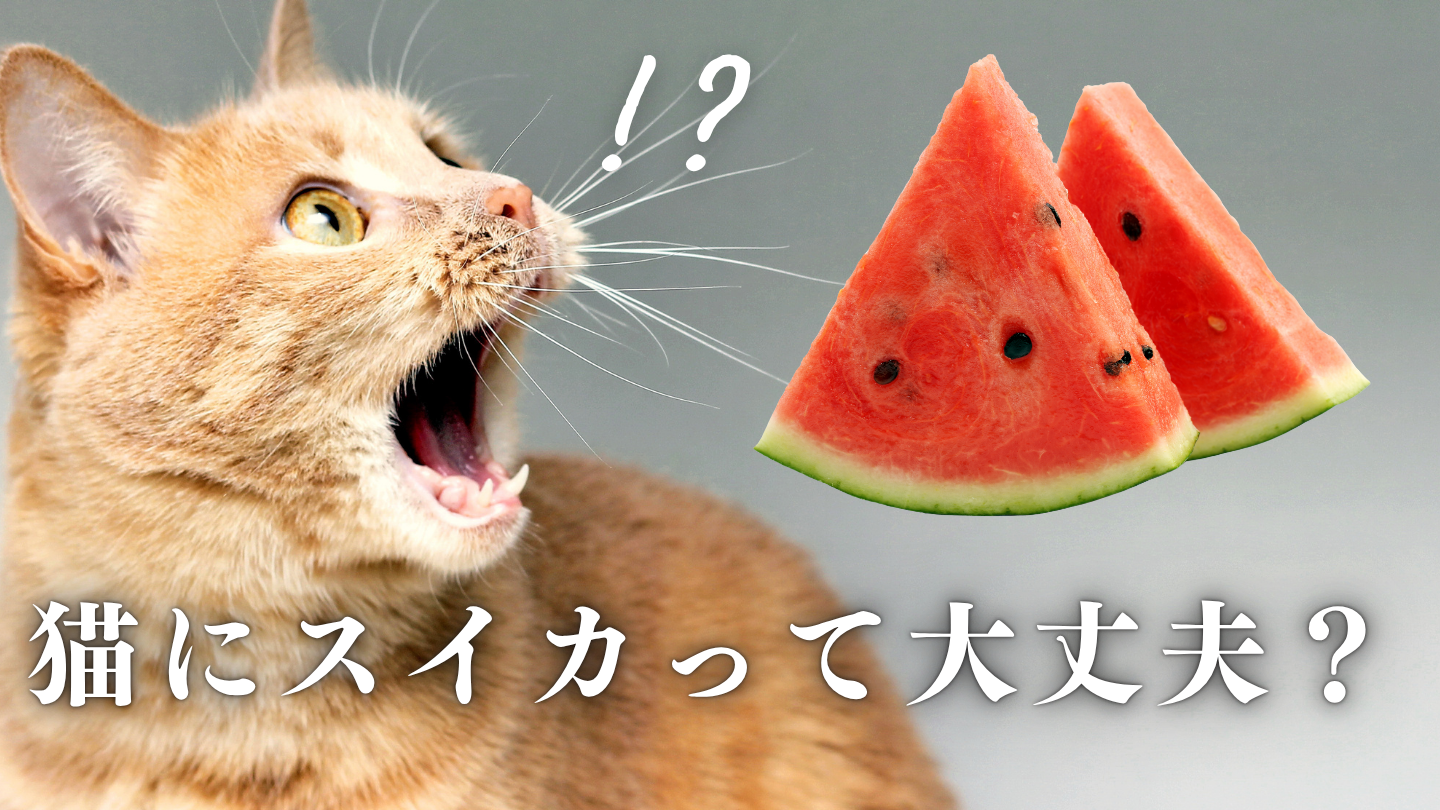 猫 スイカ