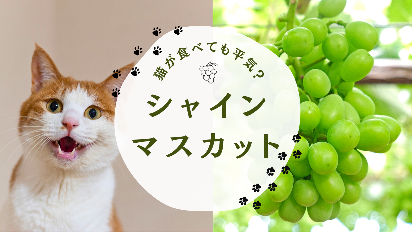 猫 シャインマスカット