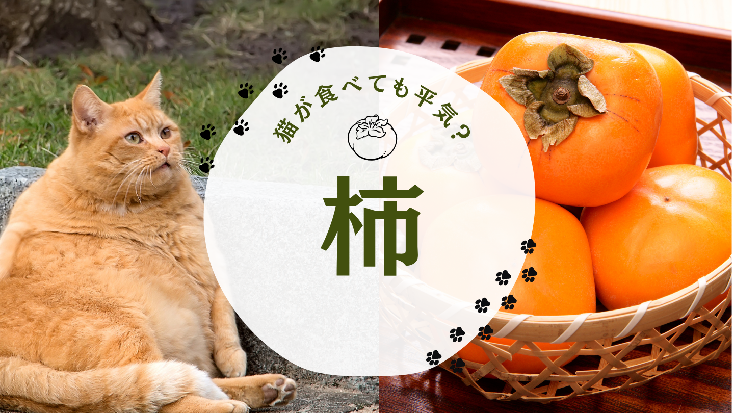 猫 柿